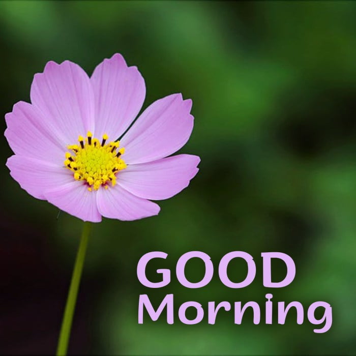 good morning flowers messages terbaru