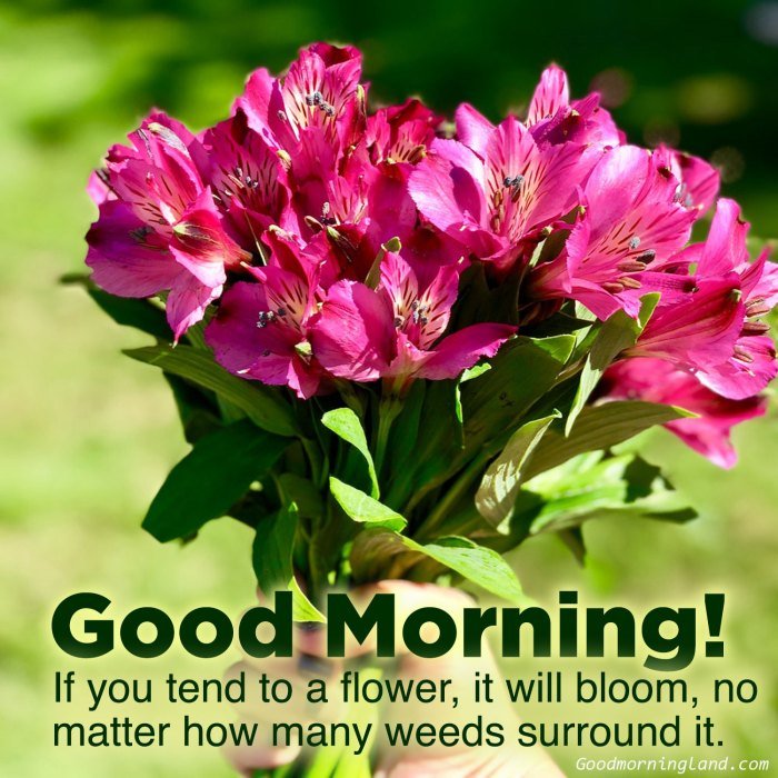 good morning flowers messages terbaru