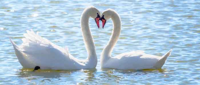 does swans take food stamps terbaru